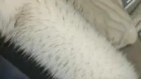 Luxurious Arctic Fox Faux Fur Fabric for Knitting Projects 